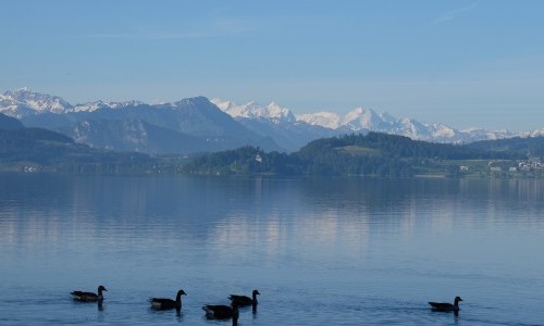 Souvenir - Kommt ein Vogel geflogen
