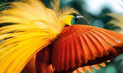 In search of the bird of paradise