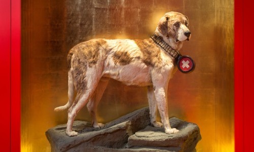 Barry – der legendäre Bernhardinerhund