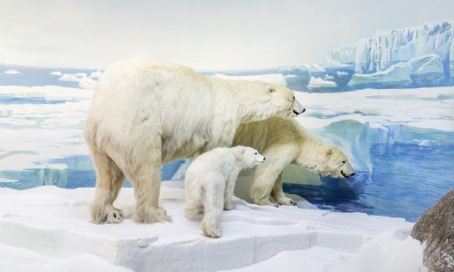 Tiere des Nordens – Bären, Robben & Co.