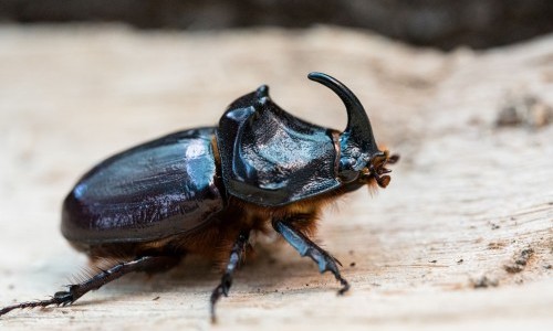 Die fabelhafte Welt der Käfer