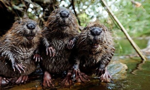 WWF course - In the kingdom of the beavers