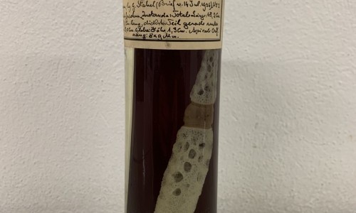 «Zeitkapseln» im Berner Herbarium