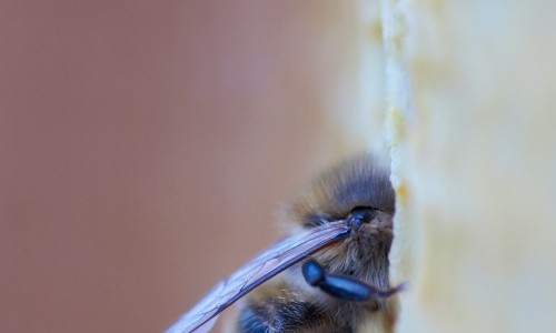 Einblick in das faszinierende Leben der Honigbiene