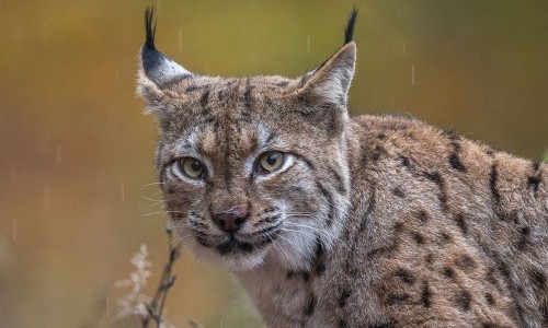 The lynx in the Bern region - results from the lynx project