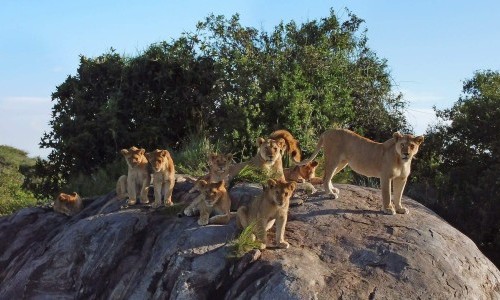 LA 1: Serengeti III - Predominio