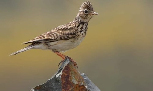3Sat: Es wird still - Auf Spurensuche in Graubündens Vogelwelt
