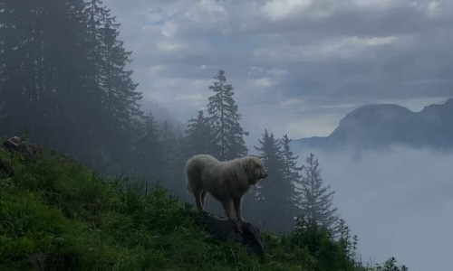 3Sat: Schweizer Hundegeschichten: Herdenschutzhunde - Die alpinen Beschützer gegen Wolf & Co.