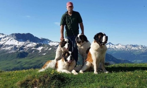 3Sat: Schweizer Hundegeschichten: Der Bernhardiner vom Grossen Sankt Bernhard - Weit mehr als ein Mythos