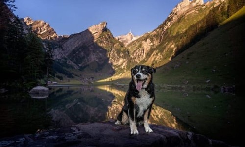 3Sat: Schweizer Hundegeschichten: Ein Appenzeller namens Elvis