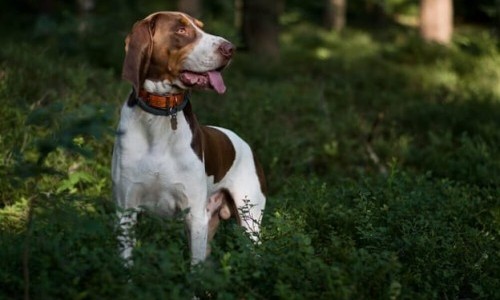 3Sat: Schweizer Hundegeschichten: Laufhund Lilly und die Appenzeller