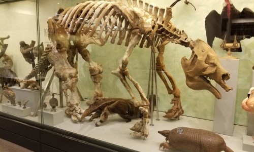 Zoologisches und Paläontologisches Museum der Universität Zürich