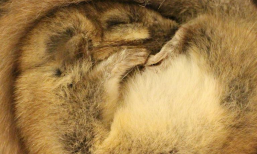 Wildes Baselbiet: Winterschlaf