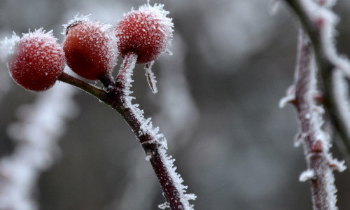 Gartenpause