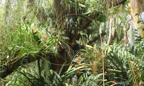 Was sitzt denn da? Aufsitzerpflanzen!