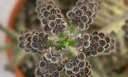 &laquo;Flammendes K&auml;thchen&raquo; und vielf&auml;ltige Verwandte