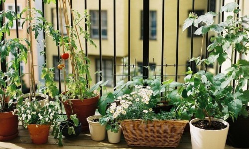 Kurs: Urban Gardening mit Permakulturansatz