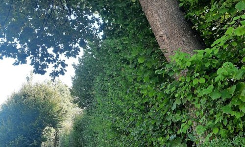 Place du Village de Marly