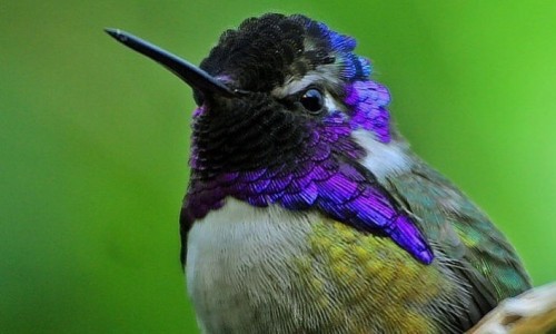 EarlyBird Morgenmusik