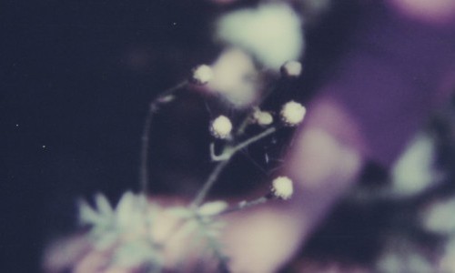 Simone Kappeler &ndash; nature vivante