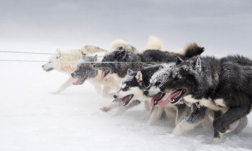 Mit Gr&ouml;nlandhund und Hundeschlitten