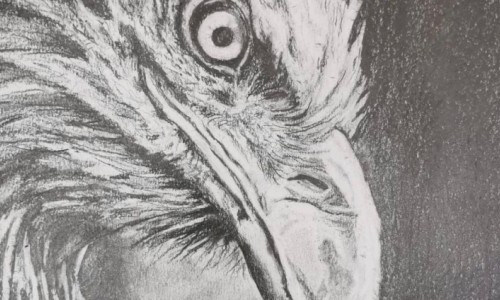 Zeichnen lernen - Schritt f&uuml;r Schritt