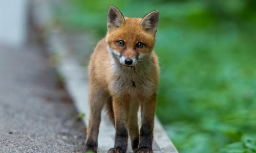 Wildtiere in der Stadt: auf den Spuren unserer wilden Nachbarn