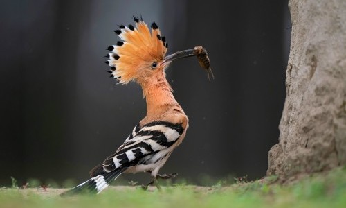 "Zwitscherzeit!" Das Comeback des Wiedehopfs