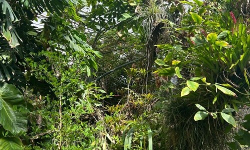 The Crown - Baumkronen und ihre Epiphyten