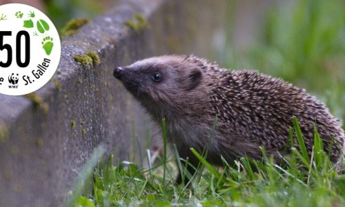 Ein Zuhause f&uuml;r den Igel