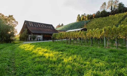 Weingut Rütihof
