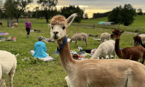 Alpakaweide.ch Gemeinde W&auml;deswil