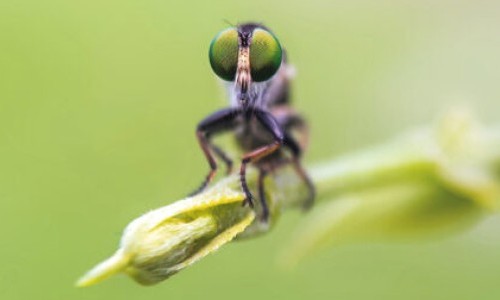 Krabbler – unheimlich faszinierend