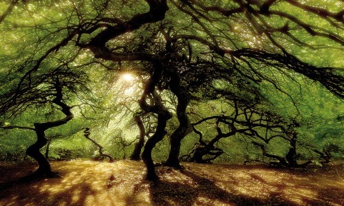 Explora: Die Seele des Waldes