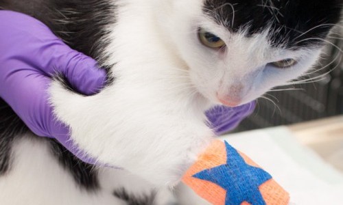 Universit&auml;res Tierspital Z&uuml;rich