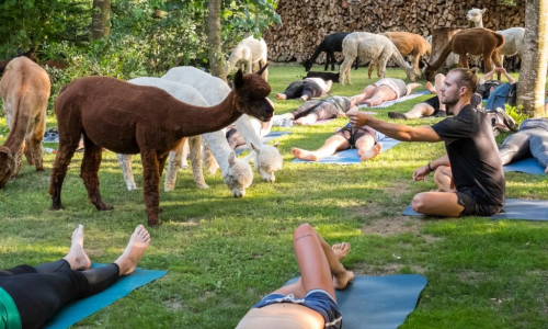 Yoga inmitten Alpakas Region Thun
