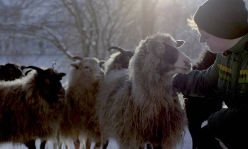 Woolly - Schaf dir das Glück