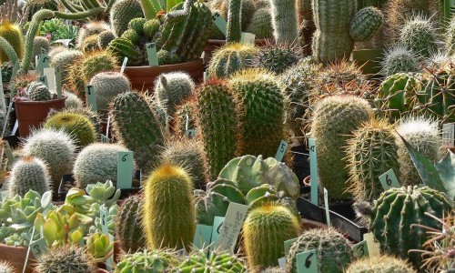 Sukkulentenmarkt