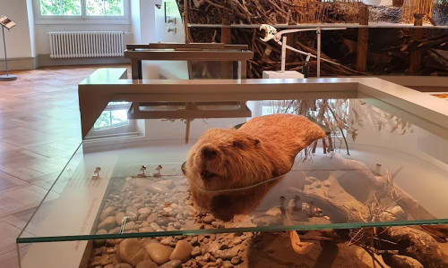Naturmuseum Thurgau