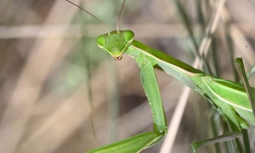 Bugbusters &ndash; Hollywoods heimliche Stars