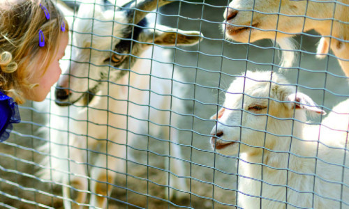 Wie lange k&ouml;nnen Tiere leben?