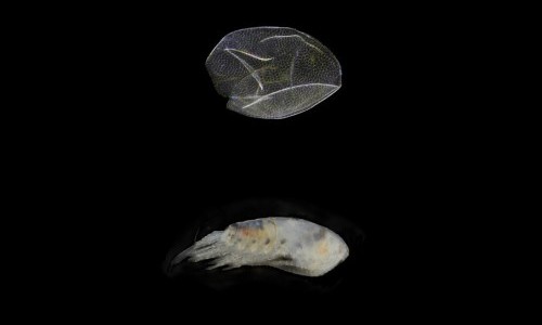 Plankton: Unsichtbare Nachbarn