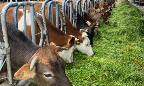 Hofkultur, Biohof Sch&uuml;pfenried