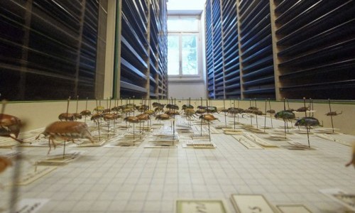 Blick in die Insektensammlung des Naturmuseums