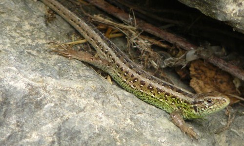 Stein auf Stein f&uuml;r die Eidechse
