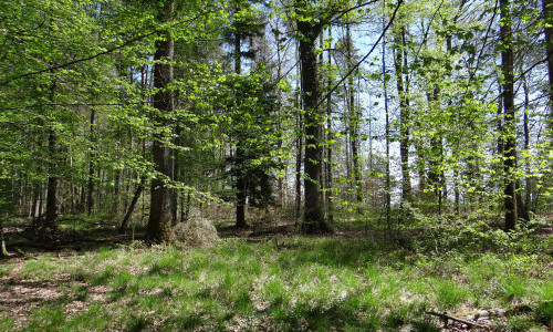Auf in den Wald!
