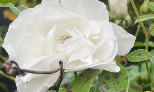 Kreative Sprachspiele: Autobiographische Miniaturen