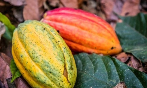 Walk&Talk Schokolade