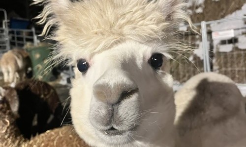 Schmalenhof im Emmental