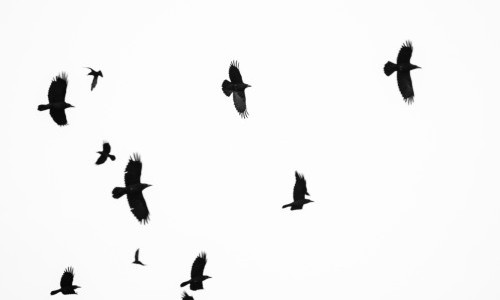 Fribourg sauvage - Christopher Schaller